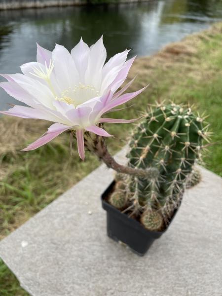 Echinopsis oxygona